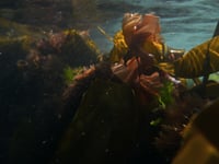 Câr-Y-Môr to build seaweed processing facility in West Wales