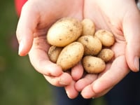 The Great St Florence Potato Challenge is upon us!
