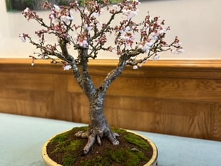 Dragon Bonsai Spring Show at Aberglasney