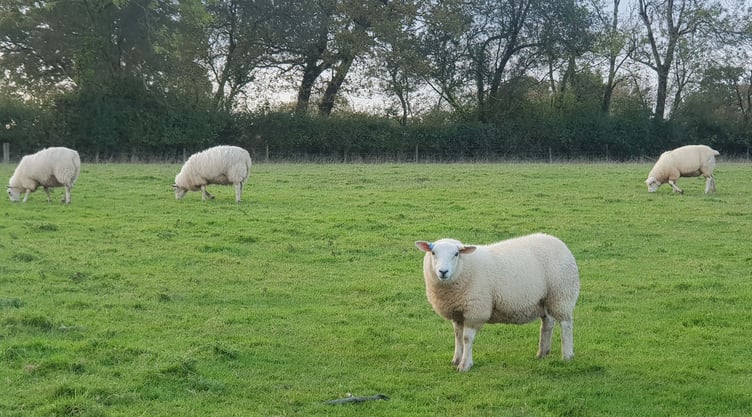 MP Ian Liddell-Grainger wants tougher laws to deal with dogs attacking farm livestock.