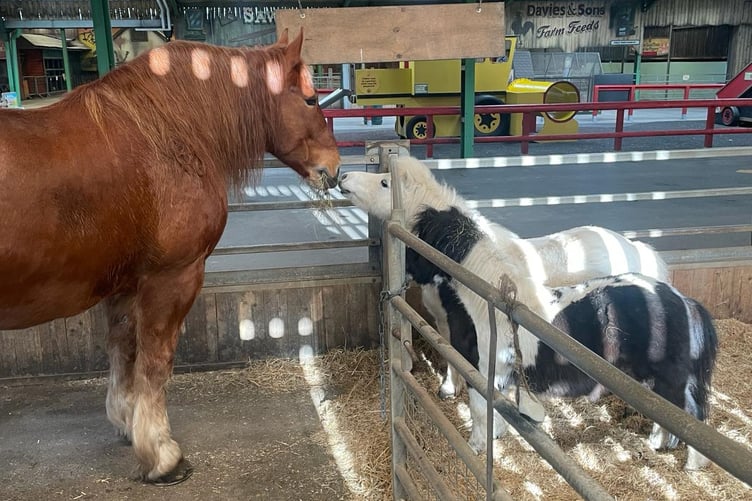 Lily makes new friends at Folly Farm