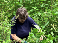 Call for volunteers to help protect rivers from invasive species