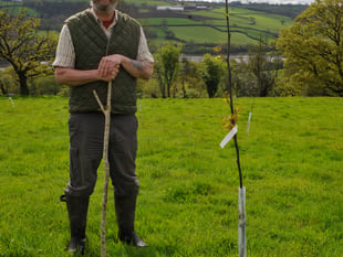 Nut trial looks at viability of producing walnuts in Wales