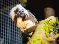 Folly Farm welcomes pair of critically endangered cotton-top tamarins!