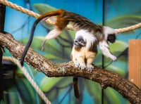 Folly Farm welcomes a breeding pair of critically endangered tamarins