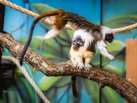 Folly Farm welcomes a breeding pair of critically endangered tamarins