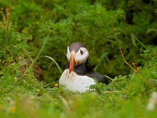 Discover the birds of Pembrokeshire with an expert birder