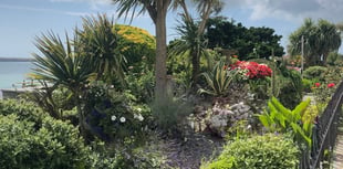 Tenby in Bloom is back to brighten up the seaside town!