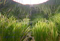 From Roots to Recovery: Welsh Capital to host UK Seagrass symposium