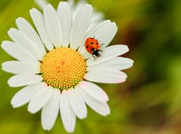 Flower Insect Timed count challenge