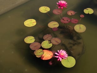 Manorbier Gardening Club learns how to create wildlife friendly ponds
