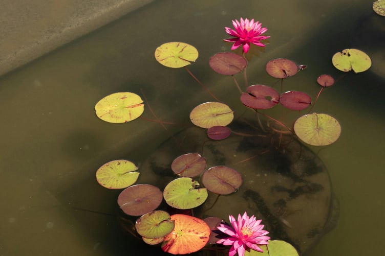 Water garden - pond plant