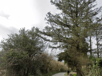 Resident requests 20mph limit for Kilgetty road