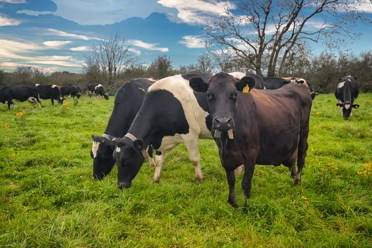 Dairy cows