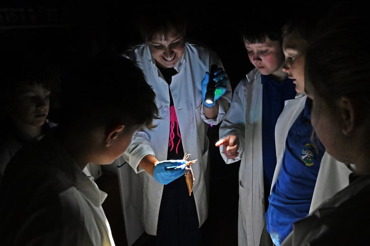 Squid anatomy in the dark lab - Welston Challenge