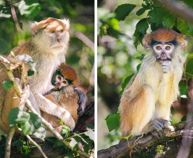 New Patas Plains monkey enclosure opens at Folly Farm