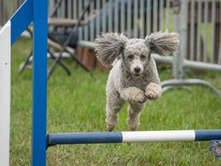 Sponsorship helps make County Show extra special