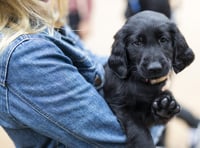 Welsh puppy buyers warned of devastating impact of convenience culture