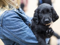 Welsh puppy buyers warned of devastating impact of convenience culture