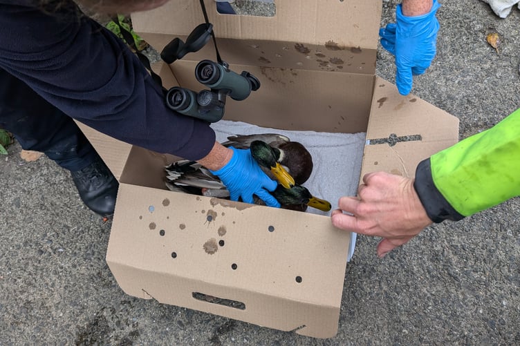 Rescuing ducks in Haverfordwest