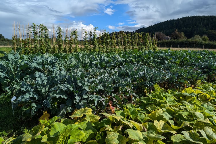 Bremenda Isaf Market Garden