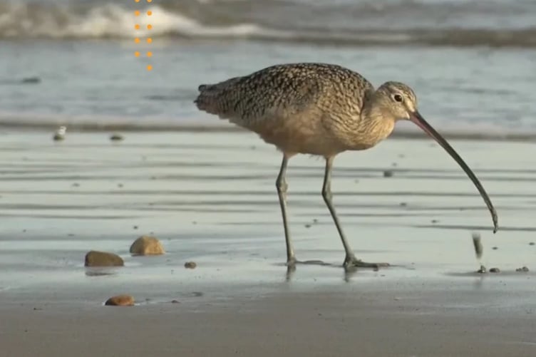 Kate Lock, Skomer Marine Conservation Zone Officer for Natural Resources Wales, said: “By supporting the Pembrokeshire Marine Code, we help reduce disturbance to sensitive species, aligning with our conservation goals and helping the public enjoy the coast responsibly.”