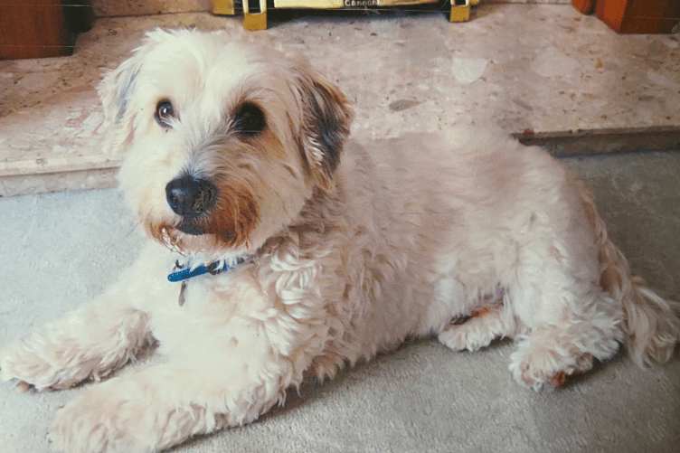 Dandy - Barbara Stredder’s dog and one of the ‘authors’ of the Canine Capers letters, a regular feature of the Tenby Observer’s Friday Fun children’s page.