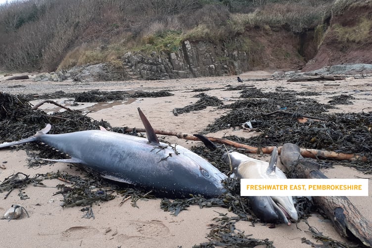 Found washed up together on Freshwater East beach recently: alongside a juvenile common dolphin, there was a giant - an Atlantic Bluefin Tuna. The bluefin tuna is described by Devon Wildlife Trust as “a stunning marine animal, that leaps out of the water like a dolphin, speeds like a racehorse, and is bigger than a polar bear.”