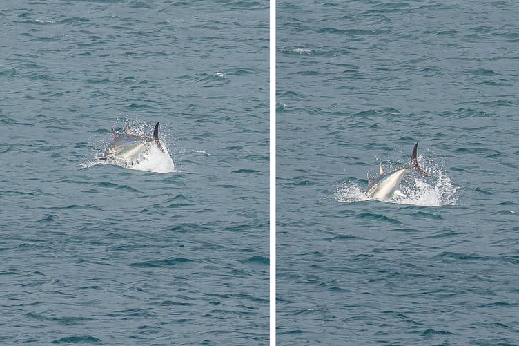 Ken Barnett, a local photographer and Sea Trust volunteer, managed to get two great shots of the tuna.