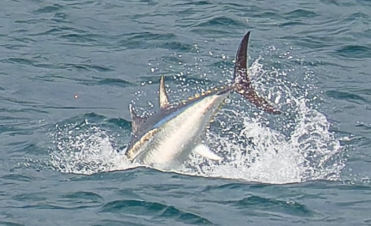 Atlantic bluefin tuna, Pembrokeshire