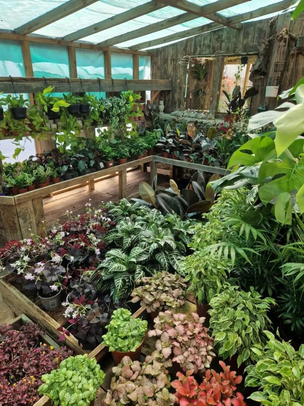 Ruth’s shop - The Houseplant Place- at Farmyard Nurseries