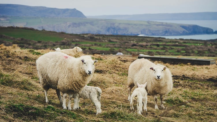 Sheep with lambs on coast