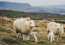 Families urged to take precautions during lambing season