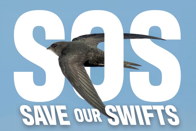 Swifts Talk