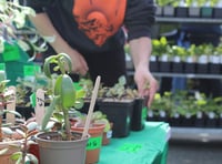 Narberth Big Plant Sale’s biggest year yet