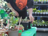 Narberth Big Plant Sale’s biggest year yet
