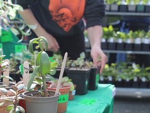 Narberth Big Plant Sale’s biggest year yet