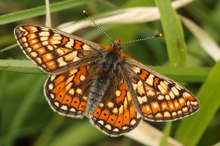 Marsh Fritillary