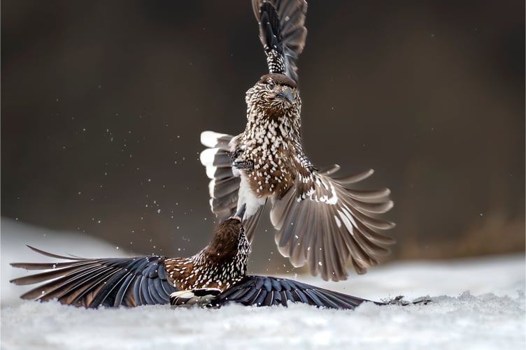 Jan Sullivan - Nutcrackers Squabbling
