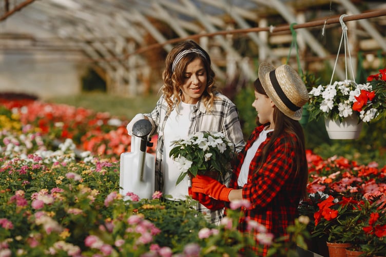 Flower nursery greenhouse gardening flowers