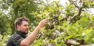 National register launched to preserve rare Welsh apple varieties