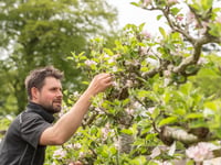 National register launched to preserve rare Welsh apple varieties