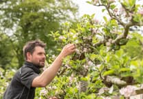 National register launched to preserve rare Welsh apple varieties