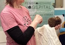 Meet hedgehogs in Manorbier