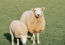 New sheep workshop added to farm training programme
