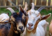 Goats may graze St Issell’s cemetery: public presentation July 5