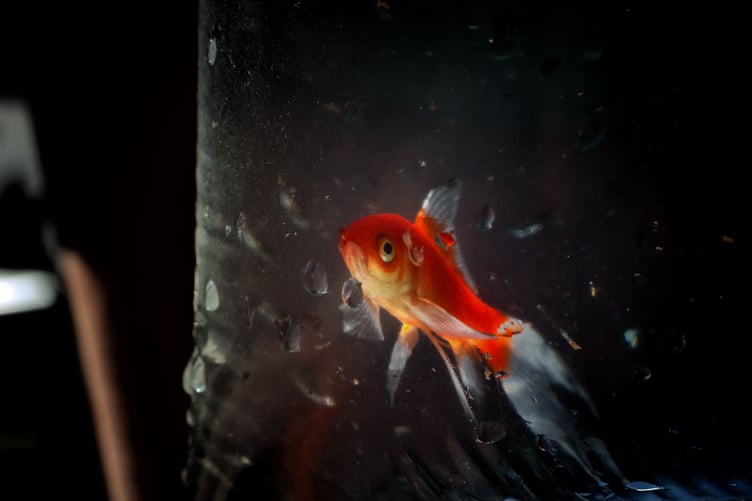 RSPCA Pets as prizes campaign - goldfish in bag