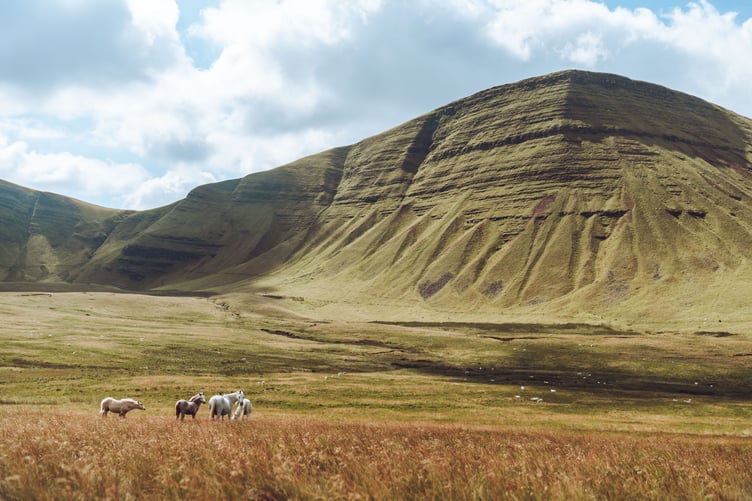 horses with mountain backdrop