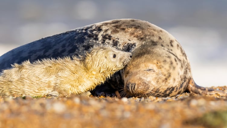 Sensitive access management will also be developed in key areas to reduce disturbance to breeding seabirds and seals.