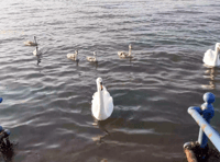 Seven swans a-swimming